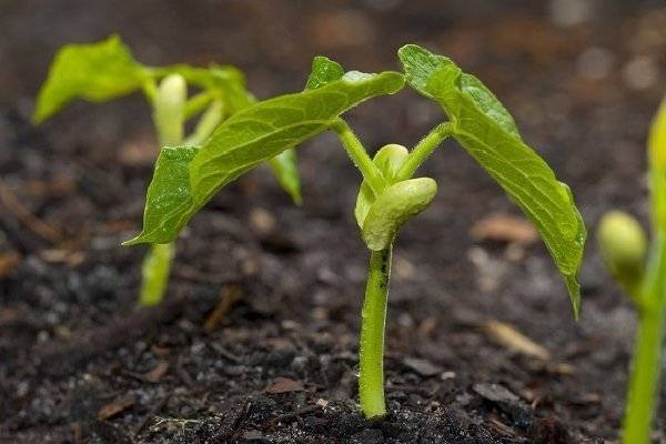 Особенности агротехники. все об уходе и выращивании шпината в открытом грунте и теплице
