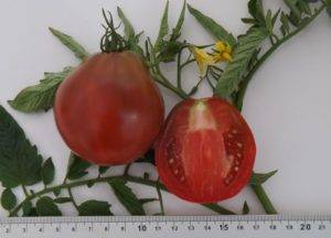 Хороший гибридный сорт томата для теплиц и открытого грунта — «трюфель красный»