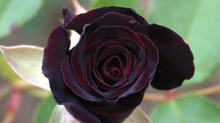 Роза флорибунда никколо паганини: описание сорта, фото, отзывы