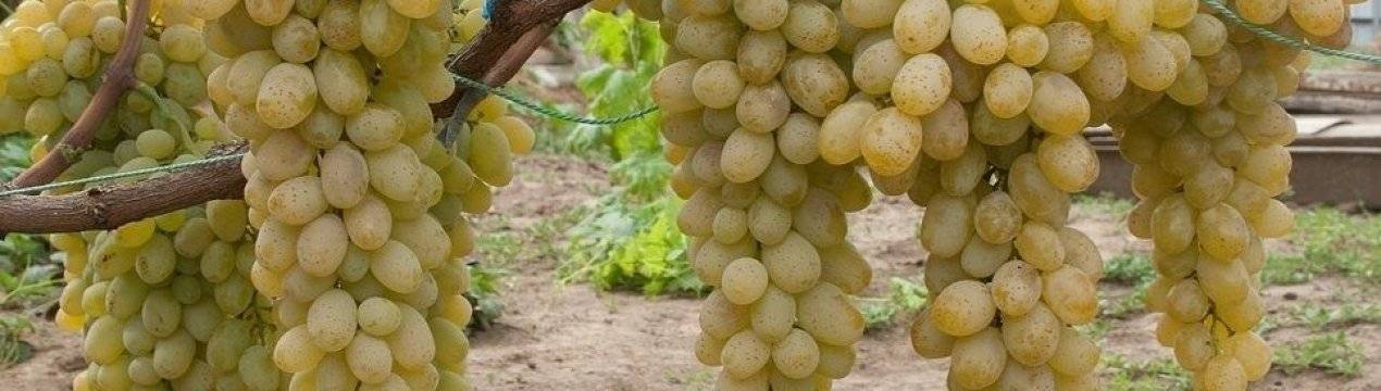 Гибридный сорт винограда галахад