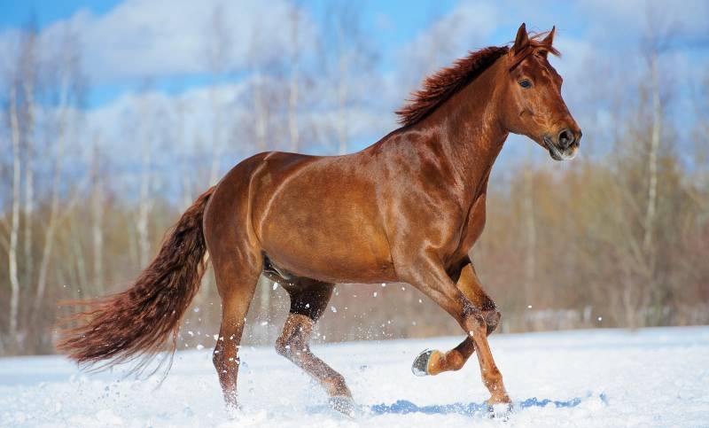 Донская порода лошадей: история, экстерьер, фото