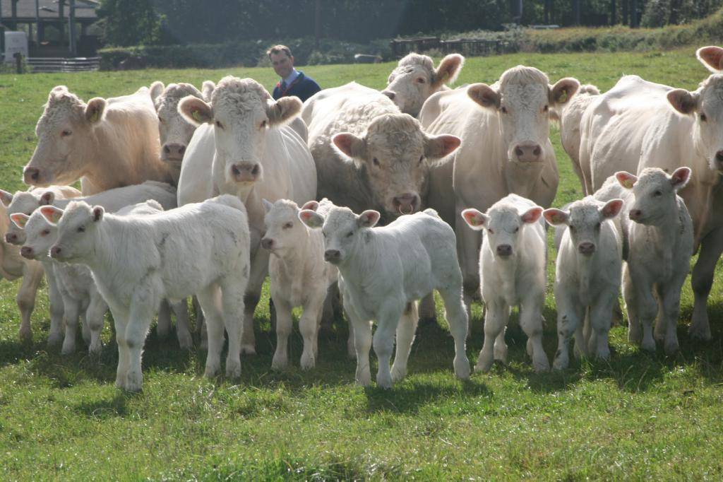 Французские мясные тяжеловесы — буренки породы шароле