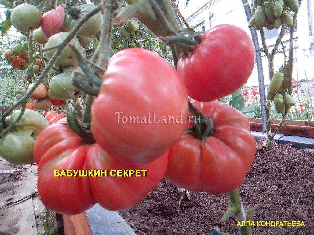 Томат Бабушкин секрет: отзывы, фото, урожайность