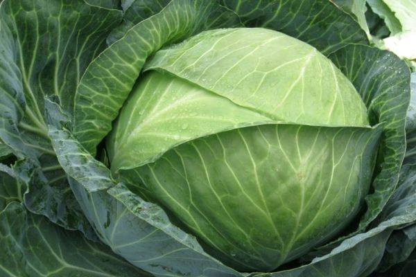 Сорт капусты тобия — описание и правила выращивания