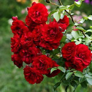 Английская плетистая роза флорибунда Midsummer (Мидсаммер)