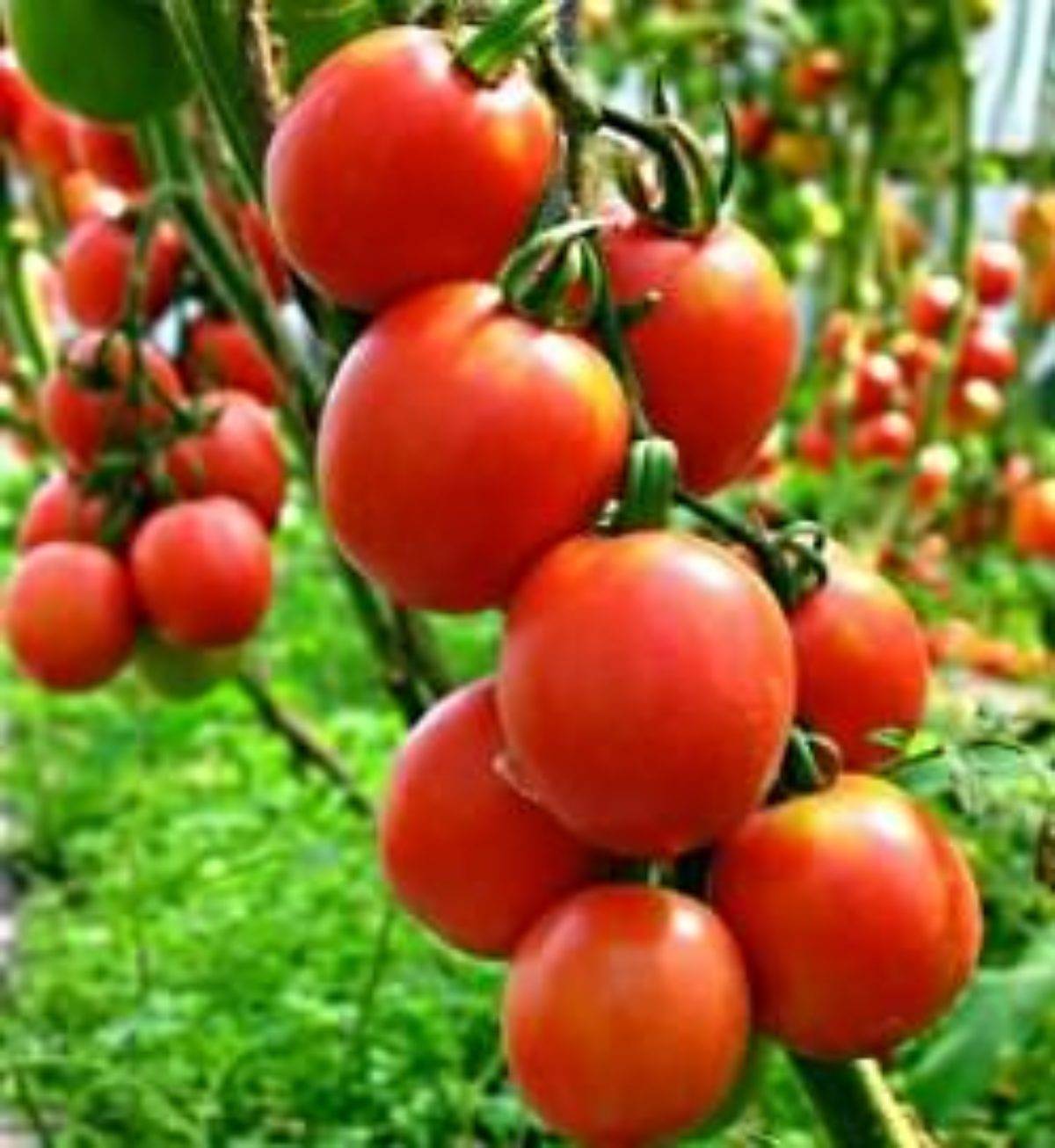 Лучшие высокорослые помидоры для теплицы и огорода