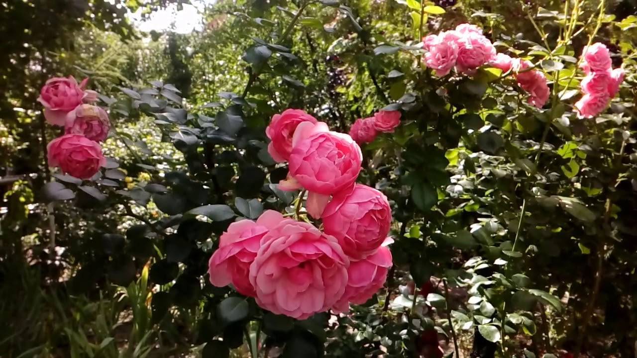 Полиантовая помпонная роза флорибунда pomponella (помпонелла)