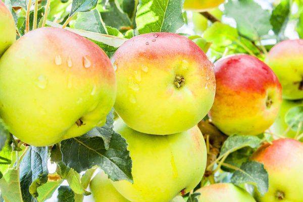 Особенности летнего сорта яблони серебряное копытце