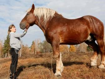 Породы лошадей-тяжеловозов: их описание и фото