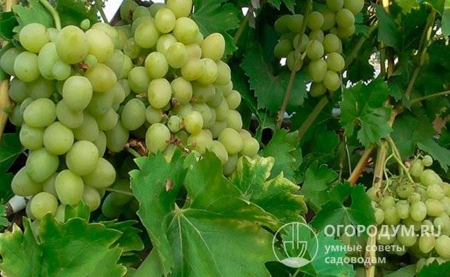 Виноград азалия: что нужно знать о нем, описание сорта, отзывы