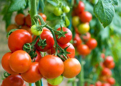 Лучшие сорта помидоров и описание их для теплиц из поликарбоната