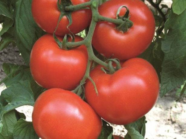 Оригинальный томат махитос f1: описание и отзывы