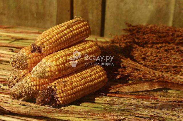 Королева полей — сахарная кукуруза на дачных грядках