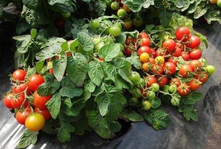 Яркое и вкусное украшение грядок — томат «клюква в сахаре»