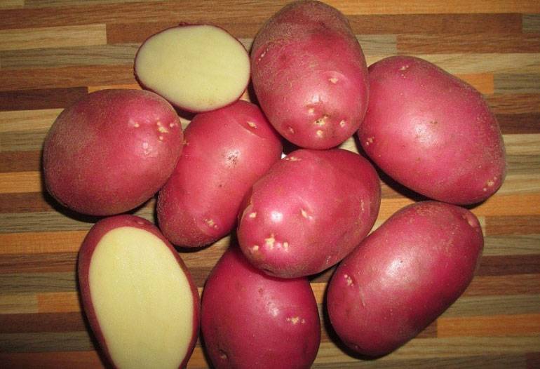 Картофель Рокко: характеристика, выращивание