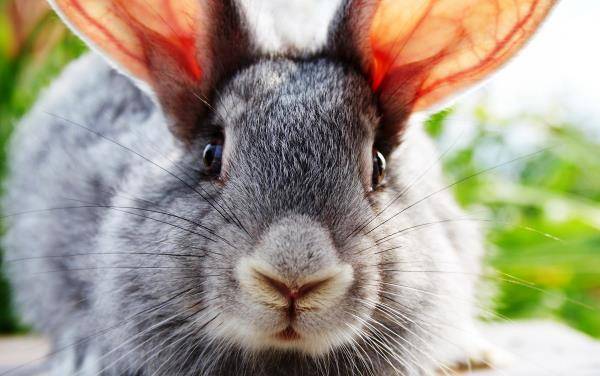 Чем лечить болячки у кроликов в ушах
