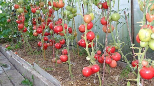 Характеристика и описание сорта томата малиновка