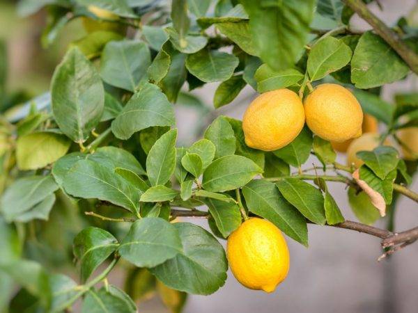 Витамины круглый год. можно ли вырастить лимон и как это правильно сделать?