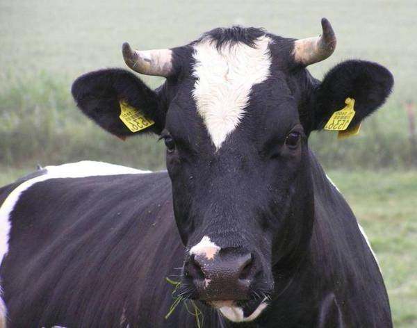 Черно-пестрая порода коров – характеристика скота и особенности молочной продуктивности