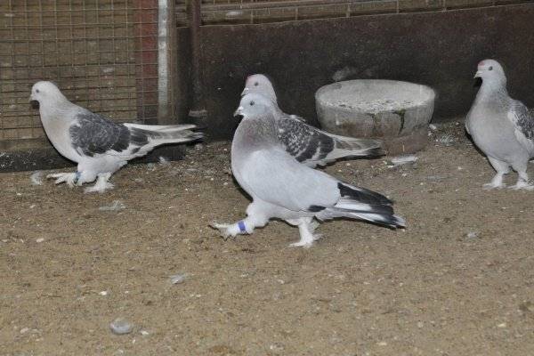Турецкие голуби такла и особенности прекрасного вида