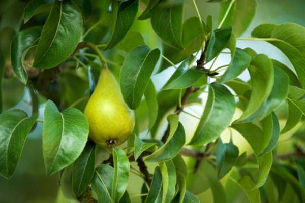 Ржавчина на груше: чем лечить желтые и ржавые пятна на листьях