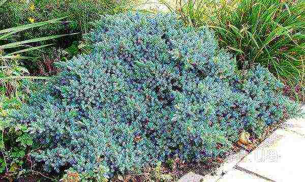 Можжевельник средний блю энд голд (juniperus рfitzeriana blue and gold)