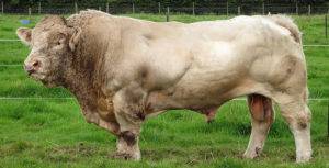 Порода коров шароле - характеристика мясного крс 2020