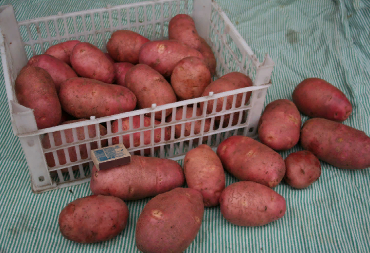 Сорт картофеля ред скарлетт: описание, характеристики, фото