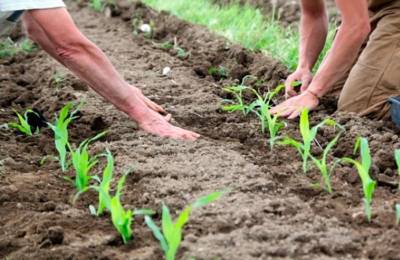 Посадка кукурузы рассадой: сроки, пикировка, как высаживать в открытый грунт
