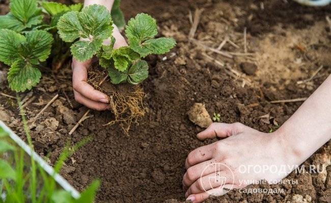 Описание и выращивание сорта садовой клубники (земляники) зефир: технология и агротехника