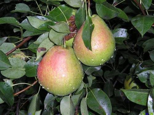 Груша "дюймовочка": фото плодов, описание характеристик и устойчивости к заболевания сорта
