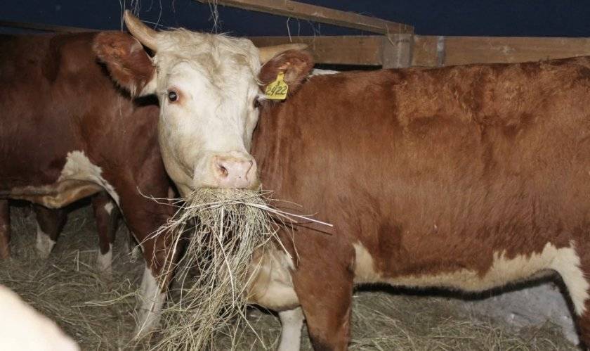 Корова плохо ест сено: почему, что делать