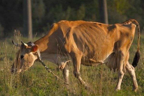 Что такое лейкоз у коров и опасен ли он для человека