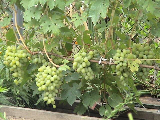 Гибрид крайнова вн виноград "благовест": основные характеристики, описание сорта и фото