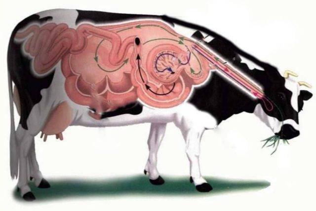 Болезни печени у коров: диагноз, лечение, профилактика | 
ветеринарная служба владимирской области