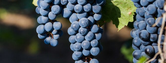 Сорт винограда ланселот описание отзывы характеристики