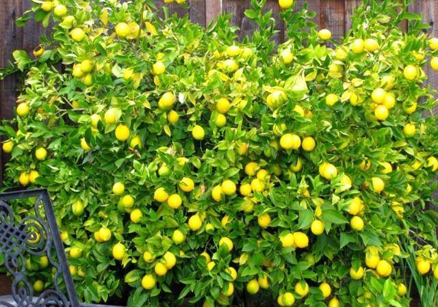Лимон в домашних условиях: выращивание из косточки