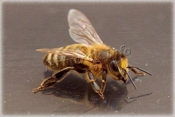 Значение трутня в пчелиной семье