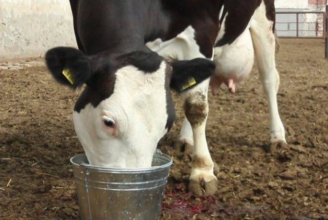 Когда можно пить молоко после отела коровы?