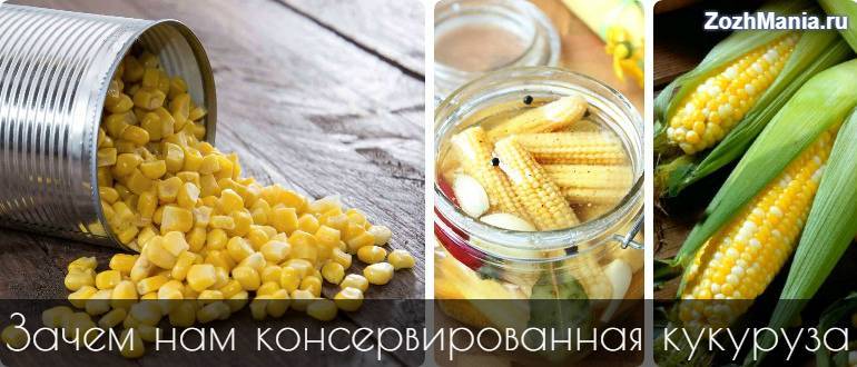 Полезна или вредна кукуруза, в чем ее полезные свойства