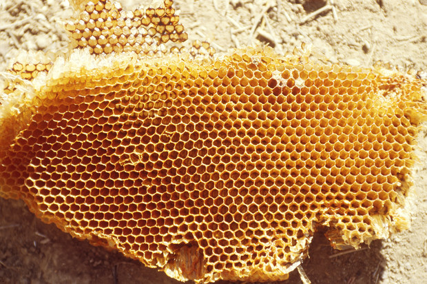 Чудо-мазь на основе пчелиного воска с маслом и желтком