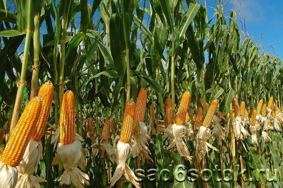 Выращивание рассады сахарной кукурузы – посев и уход