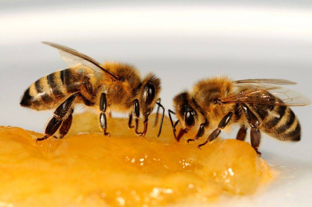 Сахарный сироп для пчел. как приготовить и правильно скармливать