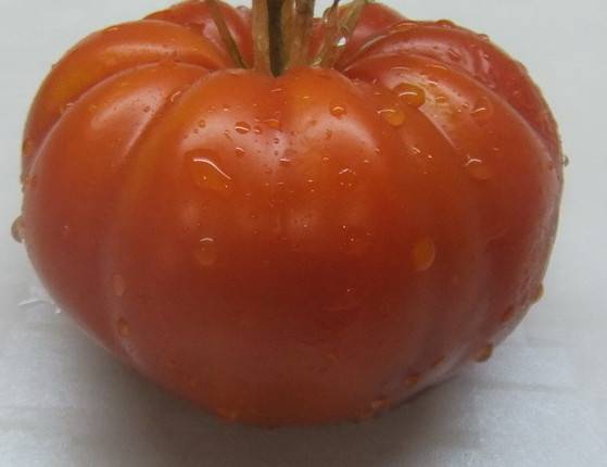 Здоровье от природы  » архив сайта   » томат адамово яблоко описание сорта фото