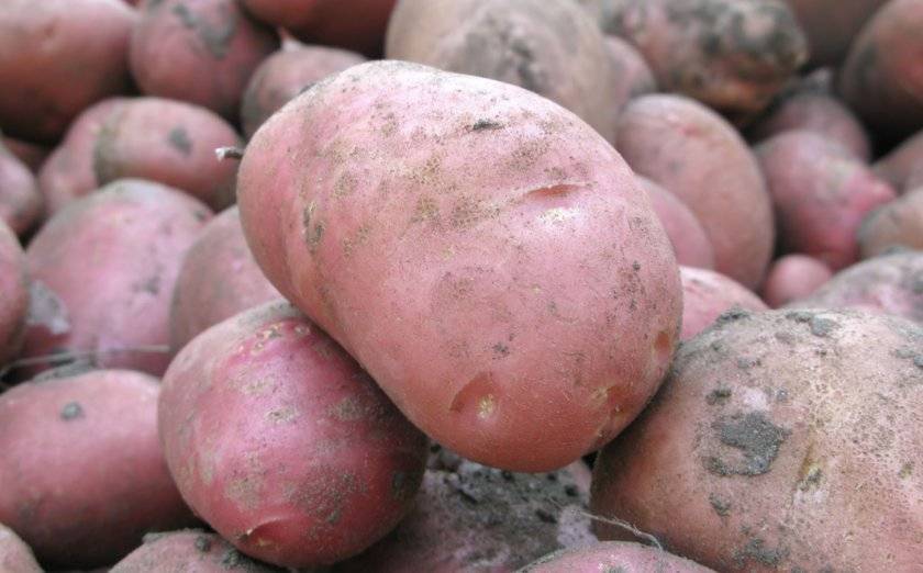 Ультраранний картофель ред соня. характеристика, агротехника и отзывы
