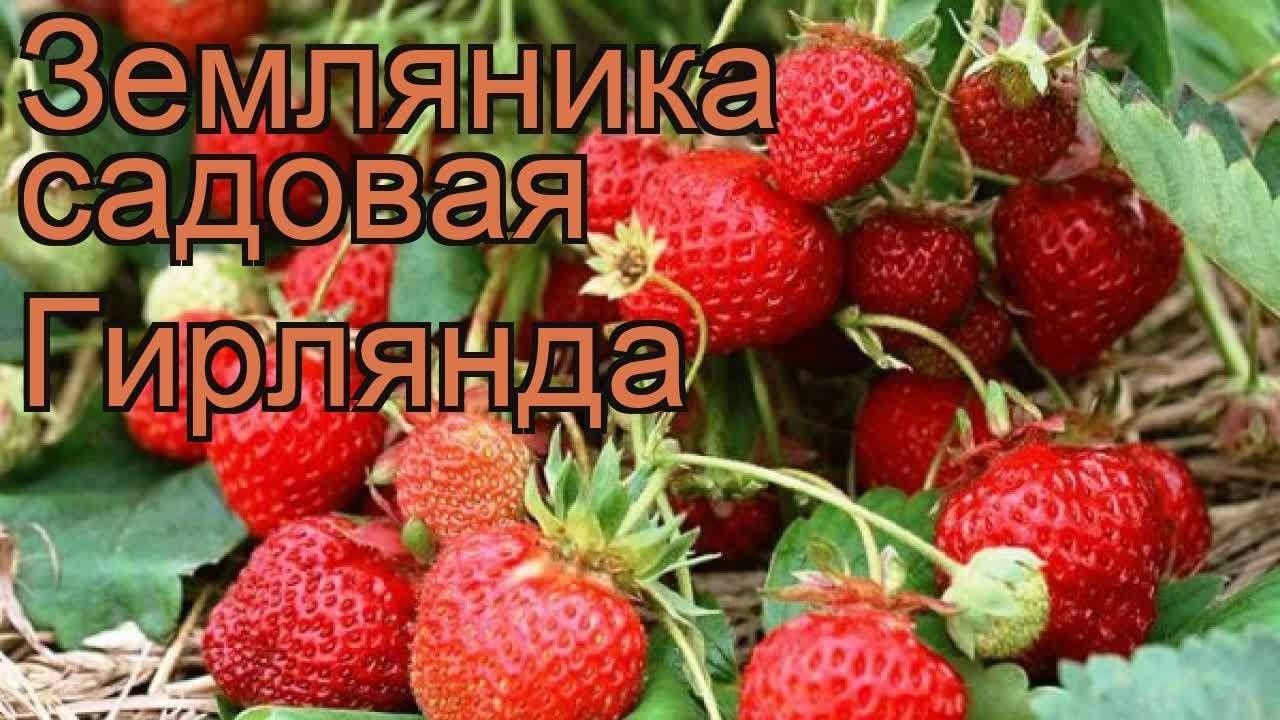 Клубника сорт гирлянда. Клубника гирлянда ремонтантная. Земляника Садовая ремонтантная гирлянда.