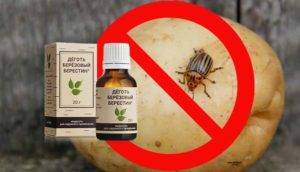 Горчица и уксус против колорадского жука: пропорции и правила обработки