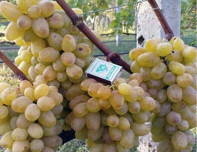 Валентина - сорт винограда средне-позднего созревания
