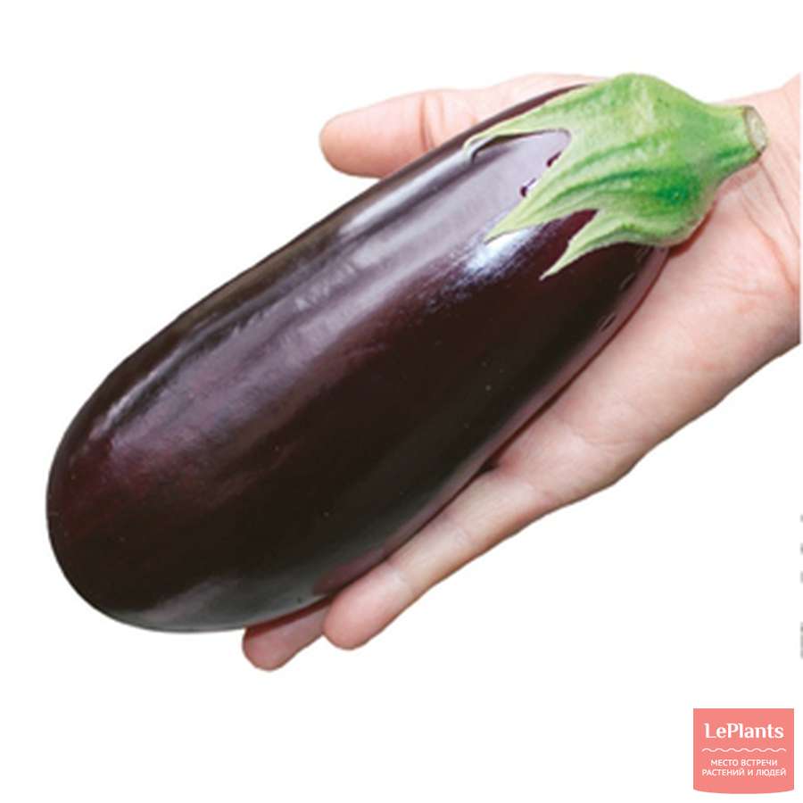 Баклажан фиолетовое чудо описание и характеристика сорта урожайность с фото