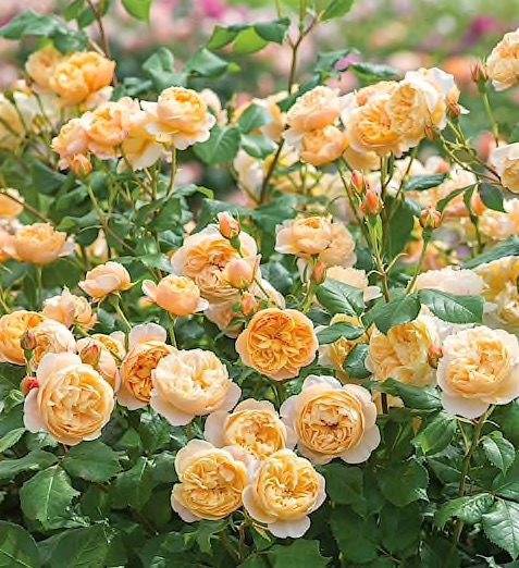 Английская парковая роза остина roald dahl (роальд даль)